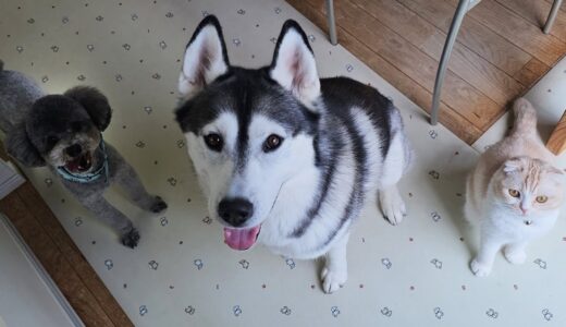 あれを出したら猫と犬が秒で飛んできてこうなります...