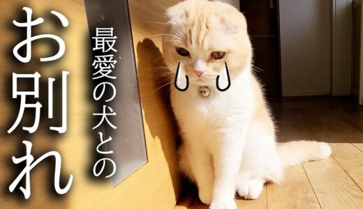 訳あって犬を預けることになり猫が寂しくて家中探し泣いてました...