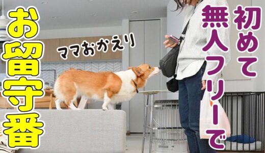 犬のお留守番を隠し撮りしても、何も胸が締め付けられませんでした...笑