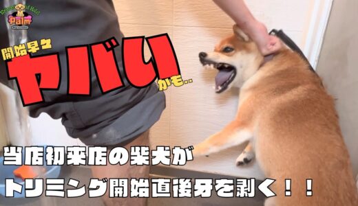 噛み犬トリミングで牙を剥く柴犬を落ち着かせる！！