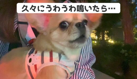 久々にうわうわ鳴いてしまった結果…【うわうわ犬】