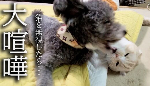 かまってモードの猫を犬が無視した結果がこちら...