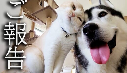 【ご報告】猫と犬がとんでもない事になりました...