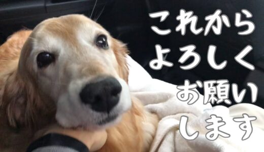 保護犬ゴールデンレトリバーを引き取りに行った日の思い出 The day when a senior golden retriever was taken to the new home.