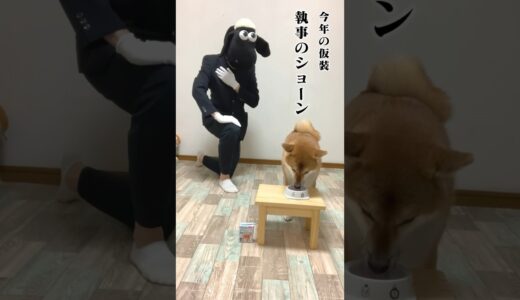 主人を変更したい柴犬こまちゃん。#shorts