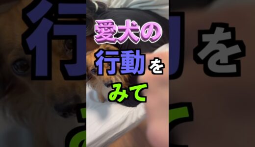 犬が負担に感じる飼い主のNG行動4選 #shorts