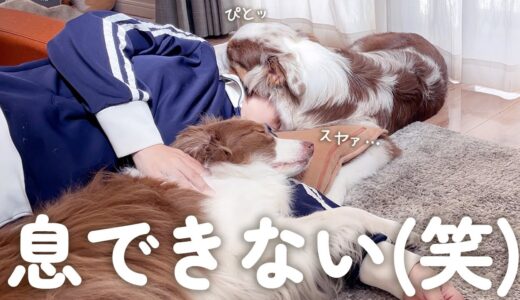 超甘えん坊で片時も離れない犬達と添い寝するとこうなります(笑)