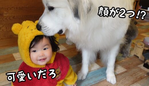 【プーさん】もふもふになった妹に甘えられとデレデレになっちゃう超大型犬｜グレートピレニーズ