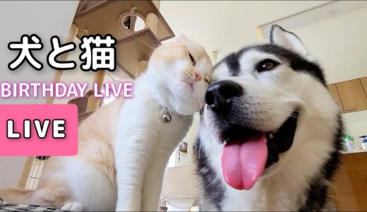 【生配信】犬と猫の誕生日ライブ