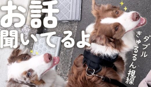 人の話しを一生懸命聞いてくれる犬達の視線が天使すぎる🥺✨【運動やトレーニングをする日🐾】