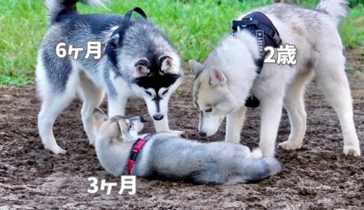 【子犬】生後3ヶ月のパピーを気に入って追いかけ回す兄弟たちww  【シベリアンハスキー】