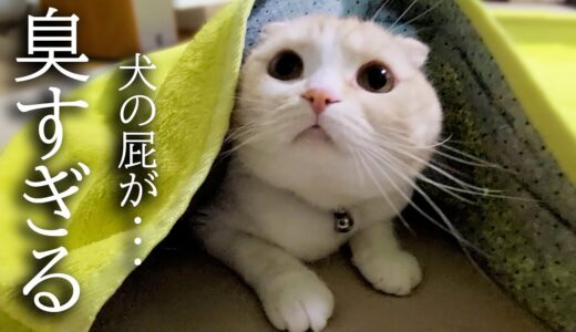 うとうとしてる猫に犬が放屁したらこうなった…笑