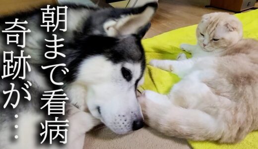 怪我した猫を犬が徹夜で看病したら奇跡が...