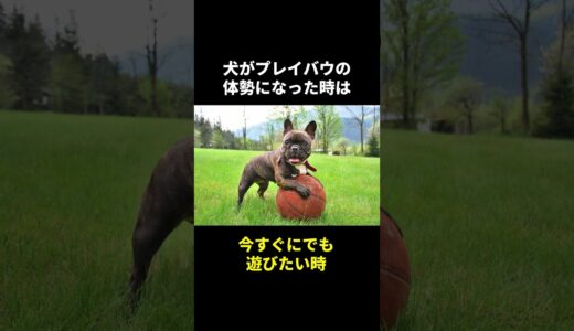 犬の秘密🤫暴露します🔥パート8