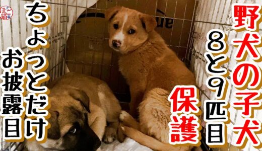 【子犬　野犬】野犬の子犬8,9匹目保護！ちょっとだけお披露目