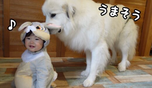 【獲物】うさぎになった妹にゆっくり近づく超大型犬がまさかの行動に…！｜グレートピレニーズ