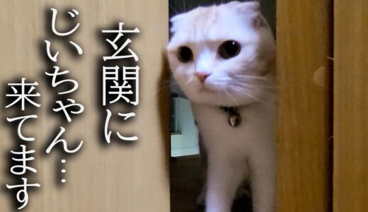 3年ぶりにじいちゃんが来たら猫と犬がこうなっちゃいました…