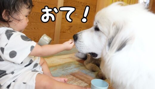 【祝！】ついに妹が愛犬にお手・おかわりをさせれるようになりました♪｜グレートピレニーズ