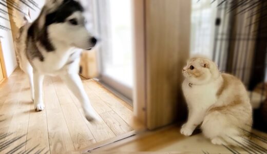 猫が犬を驚かすつもりが自分がびっくりしてこうなっちゃいました...