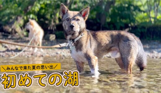 来たぞー！犬と湖で泳ぎに来たら楽しすぎました！