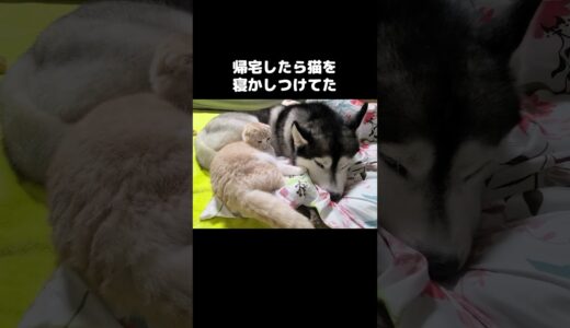 帰宅したら猫を寝かしつけてた犬…#猫