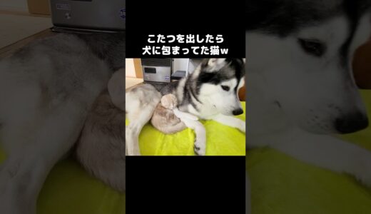 こたつを出したら秒で犬に包まれた猫がこちら...笑#shorts