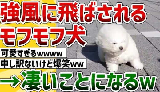 【2ch動物スレ】強風に飛ばされそうになったモフモフ犬→スゴイ顔になるｗｗｗ