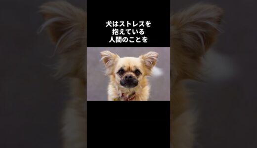 犬の秘密🤫暴露します🔥パート11