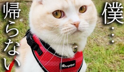 紅葉を見に行ったら猫が家に帰ってくれなくなった…笑