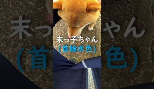 ドレスアップ　#shorts #dog #丸柴 #shiba #柴犬 #犬 #柴犬のいる暮らし