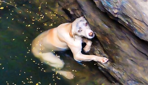 井戸に蹴り落とされた犬。飼い主に裏切られ、希望が絶たれたとき予期せぬことが起こる【感動】