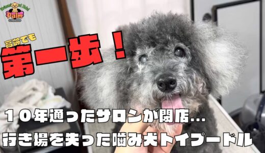 噛み犬トリミング初来店！高齢トイプードルの新しい世界