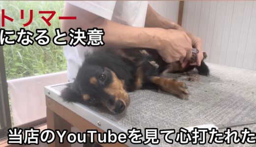 ミニチュアダックスのルーシーちゃん噛み犬をトリミングする姿に感動