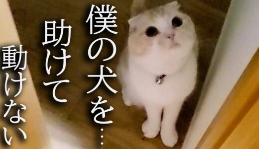 何かを必死に訴えてくる猫について行ったらまさか犬が...