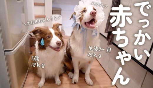 先住犬より圧倒的に大きくなっても中身が赤ちゃんすぎる子犬が可愛いすぎる(笑)