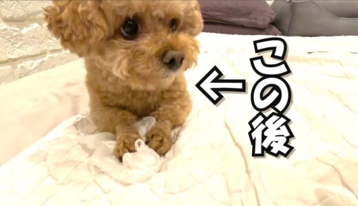 【歯磨き後】犬の奇妙な習慣がこちらです