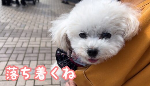 犬用スリングを使ってお出かけしてきました