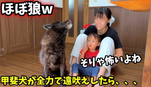 甲斐犬が本気の遠吠えしたらこうなった【甲斐犬一休と猫のしずく】