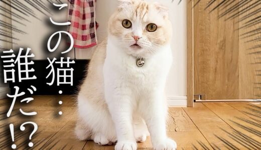 2階に知らない子猫がいたら猫と犬がこうなりました...