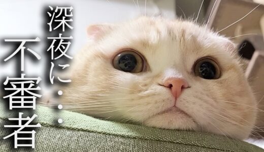 突然家に不審者が入ってたら猫と犬がこうなっちゃいました…