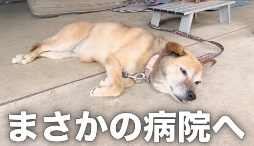 長年外飼いだった雑種犬コロちゃんの体に異常が見つかりました...