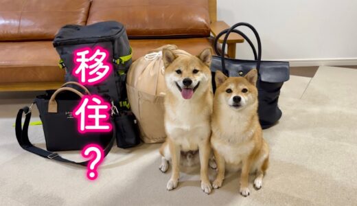 住みたい街が見つかったので愛犬と出かけてきます！