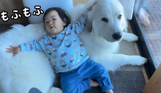 【仲良し】完全に妹を駄目にしてしまっている超大型犬ソファがこちらですw｜グレートピレニーズ