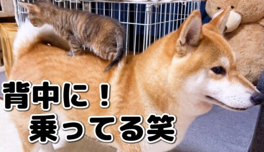 【子猫と柴犬】まさかの手乗りではなく犬乗り子猫になっちゃった様子はこちらです…笑