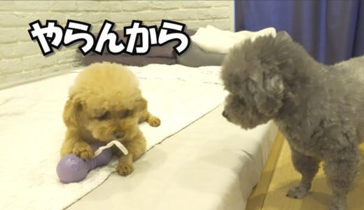 【常に取り合い】長時間夢中になる犬用ガムがこちら