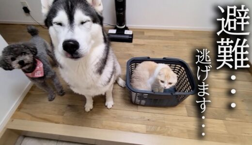 深夜に雷が落ちて猫と犬がパニック状態で避難…