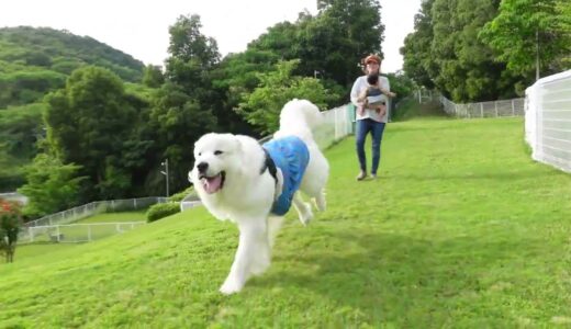 パパが呼んでも全く来ない超大型犬、妹がいると一瞬でやってきますw