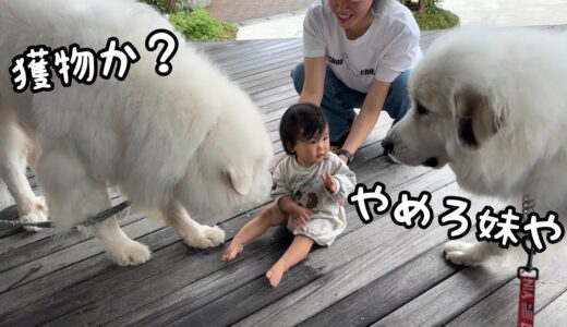 【大物】60キロの超大型犬に囲まれてもケロッとしている妹が凄すぎたw｜グレートピレニーズ