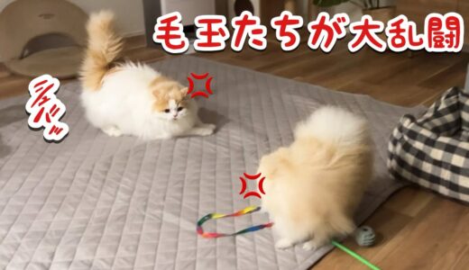 仲良しだった猫と犬がとうとう大変なことになりました