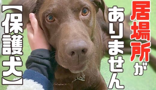 【保護犬・猫】７歳のチョコラブの男の子を緊急保護しました「vol 362」